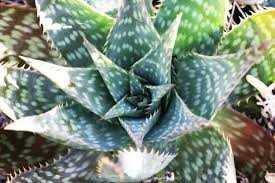 Aloe maculata - Soap Aloe